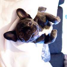 Zorro The French Bulldog Puppy Bulldog Bulldog Puppies Pet Breeds