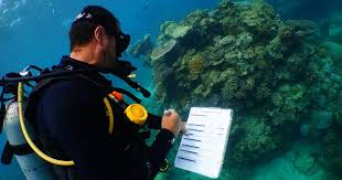 Maybe you would like to learn more about one of these? Coral Reefs Star In Australian Covid Recovery Effort Scuba Diving