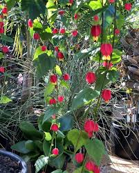 Image result for Abutilon rehmannii