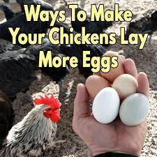 Eggs are full of goodness. Ways To Make Your Chickens Lay More Eggs