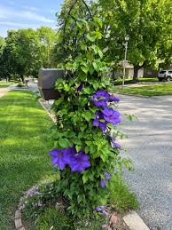 Image result for Clematis
