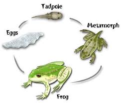 Ghim Tren Characteristics Of Life