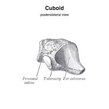 Image result for Cuboid