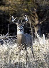 White Tailed Deer Wikipedia