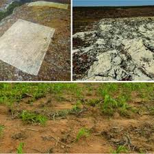 Image result for Leptactina platyphylla