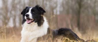 When playing chase, border collies can revert to herding instincts and start nipping at heels. Border Collie Puppies For Sale Greenfield Puppies