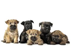Two boys have gone to their new homes. Cairn Terrier Dog Breed Information
