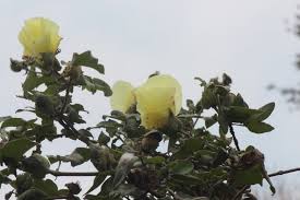 Image result for Gossypium barbadense