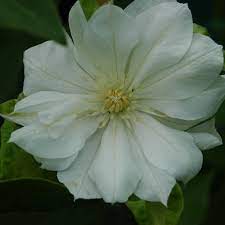 Клематис (clematis `duchess of edinburgh`) описание: Duchess Of Edinburgh Clematis Duchess Of Edinburgh Online Kaufen