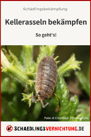 Kellerasseln In Haus Und Wohnung Bekampfen Die Kellerasseln Gehoren Zur Art Der Landasseln Sie Zahlen Nicht Zu D Schadlingsbekampfung Rasseln Haus Und Garten