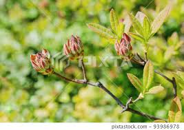 Image result for Rhododendron molle