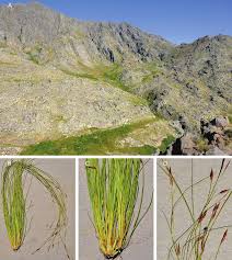 Image result for Tetraria