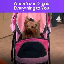 Pin by faith h on iphowned funny texts jokes text jokes. E4 The Big Bang Theory When Your Dog Is Everything To You Facebook
