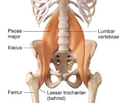 This is because by not doing exercises that strengthen the stabilizer muscles in the hip flexors that keep the pelvis in line, they set themselves up for. Psoas Syndrome Momentum Health