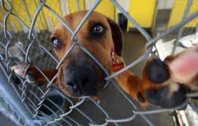 Friday morning, they went up for adoption. New Santa Rosa Dog Shelter Muttopia Specializes In Cross Border Rescues