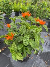 Image result for Justicia striata