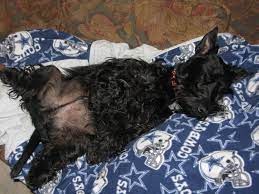Duff Dreaming Of A Better Season Next Year Scottie Terrier Sleeping Dogs Animals