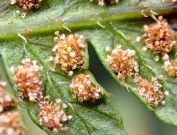 Image result for Hypolepis sparsisora