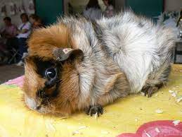 Abyssinian Guinea Pigs