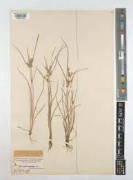 Image result for Pycreus pumilus