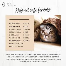 Doterra sources essential oils from all over the world. Cats And Essential Oils Natural Ways You Can Use For A Healthy Pet
