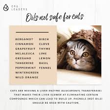 In addition to the essential oils that you buy individually, they often appear in other household products such as paint thinner (turpentine is an essential oil) and insect repellent, which has a high risk of fatal reactions for cats. Cats And Essential Oils Natural Ways You Can Use For A Healthy Pet