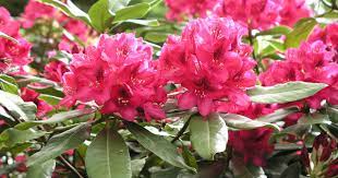 We did not find results for: Rhododendron Pflanzen Und Pflegen Darauf Kommt Es An Mein Schoner Garten