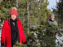 Buffalo Creek Christmas Tree Cutting 2022 Where To Cut Your Christmas Tree In Colorado