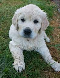 Maybe you would like to learn more about one of these? Beautiful English Cream Golden Retriever Puppies Beautiful Dog Breeds Cute Dogs And Puppies English Golden Retriever Puppy