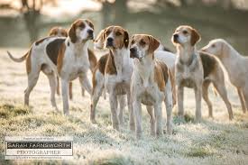 Foxhounds Wilton By Sarah Farnsworth Hunter Dog The Fox And The Hound Dogs