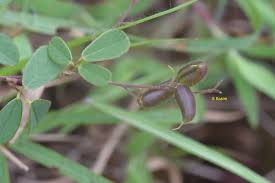 Image result for Pycnospora