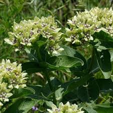Green Milkweed Seeds And Plants Asclepias Viridis For Butterfly Gardens In 2020 Milkweed Seeds Milkweed Plant Monarch Butterfly Garden