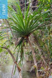 Image result for Panda oleosa