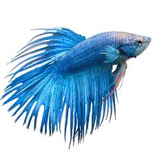 The betta fish is a gorgeous and interesting addition to an aquarium. Betta Fish For Sale Online Philippines