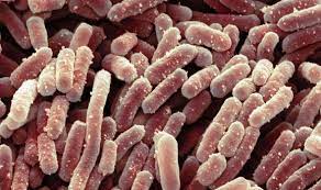 Coffee makers & water coolers. Bacteria Discovered In Coffee Machines Express Co Uk