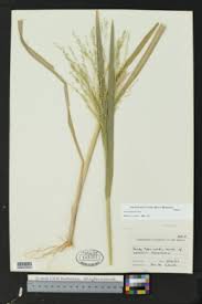 Image result for Panicum heterostachyum