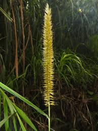 Image result for Cenchrus purpureus