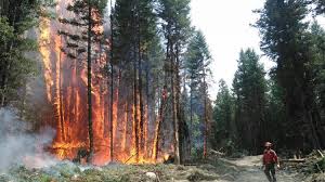 The bc wildfire service uses all six components to assess ignition and fire behaviour potential. Bc Wildfire Service Release New Safety Protocols For 2020 Wildfire Season My Prince George Now