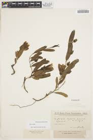 Image result for Aniseia martinicensis