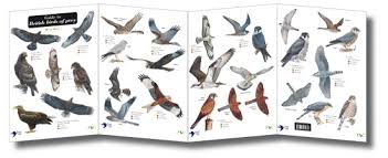 field guide british birds of prey