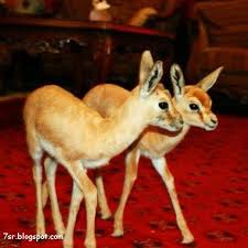 نتيجة بحث الصور عن صور عيون غزلان animals kangaroo