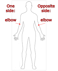 Your wenis (no, really, i heard that from my science teacher)(and she said its another name for your back of your elbowso its call your wenis! What Is The Opposite Side Of The Elbow Called Quora