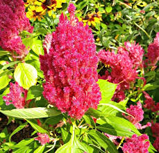 Plantsnap Mobile App Tips And Tricks For Best Results Beautiful Flowers Garden Celosia Plant Plants