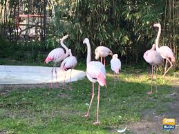 Campania alle prese con l'ennesimo presidio contro lo zoo di napoli. Zoo Di Napoli Orari Prezzi E Come Arrivare Volopiuhotel Blog