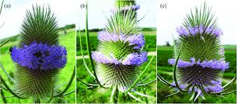 This flower comes from central and southern part of america. Bidirectional Flowering In The Head Of Dipsacus Fullonum A The Download Scientific Diagram