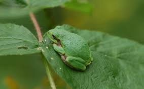 Do they change a blue color when they freeze? Return Of The Gray Green Tree Frogs Duluth News Tribune