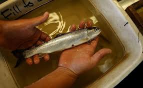 Pumps' fish slaughter alarms conservationists