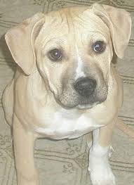 Males and female xxl pitbull puppies. Color Genetics Of Pit Bull