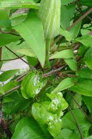 Certain things are especial favourites (heuchera's, ivies, primula's) and fortunately clematis are not in that category. Garden Pests And Diseases What S Eating My Clematis Buds 1 By Cheryl 103