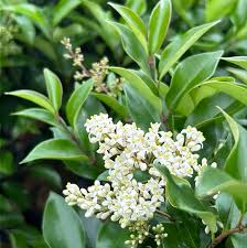 Image result for Ligustrum